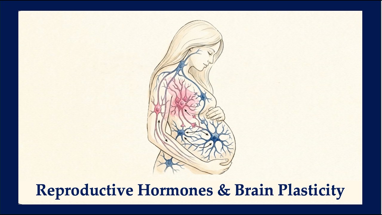 Reproductive Hormones and Maternal Brain Plasticity (Wan et al., 2021 ...