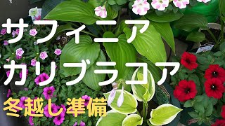 冬越し準備 カリブラコア サフィニア Youtube 冬越し準備 カリブラコア サフィニア Youtube