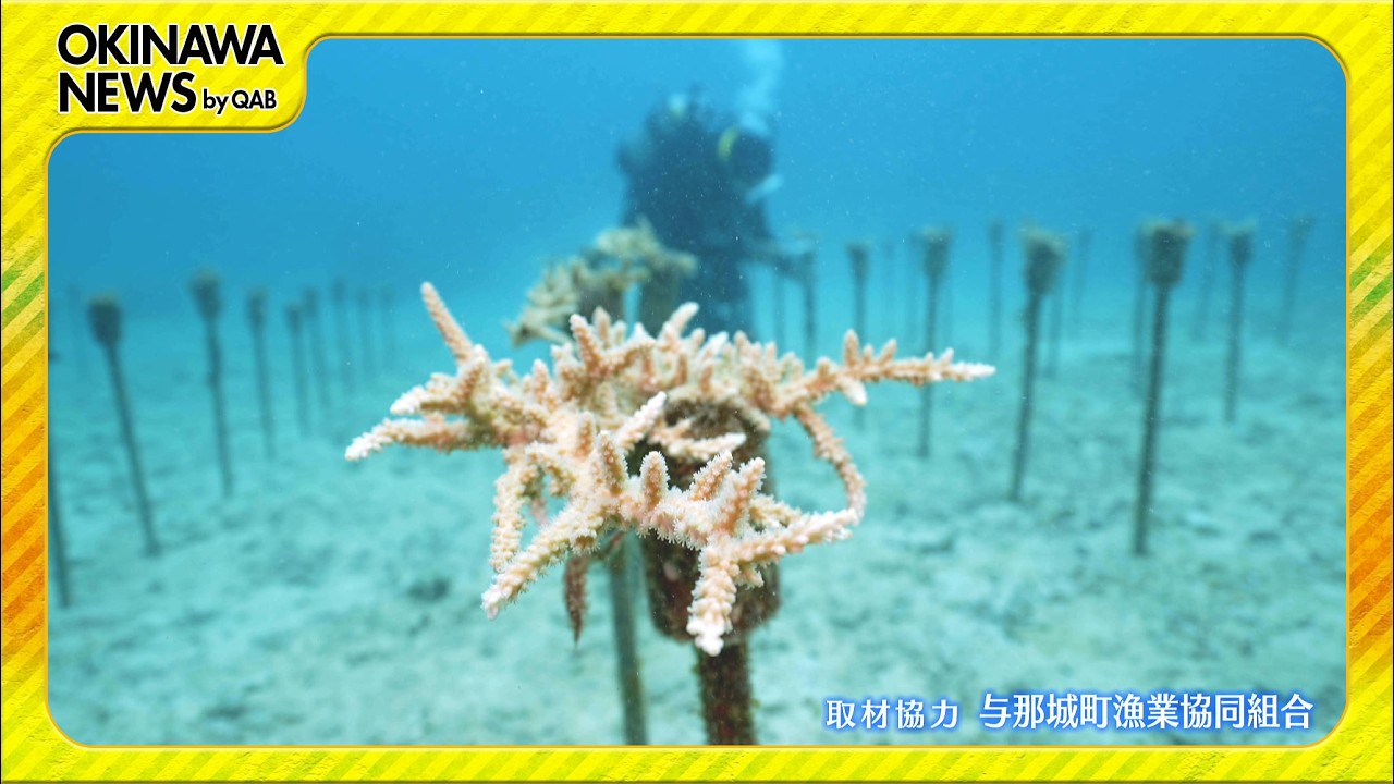 楽園の海 海の中の2つの畑 - YouTube