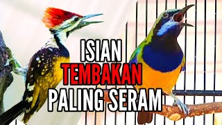 NGERI | CUCAK CUNGKOK GACOR FULL TEMBAKAN !!!