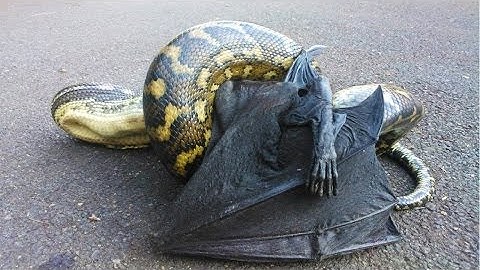 Python vs Bat Compilation - Who Wins?