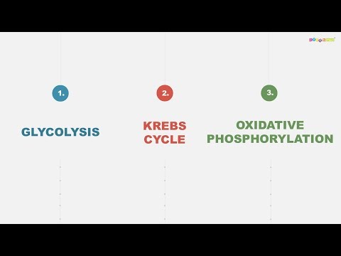 Video: Koje su dvije faze oksidativne fosforilacije?