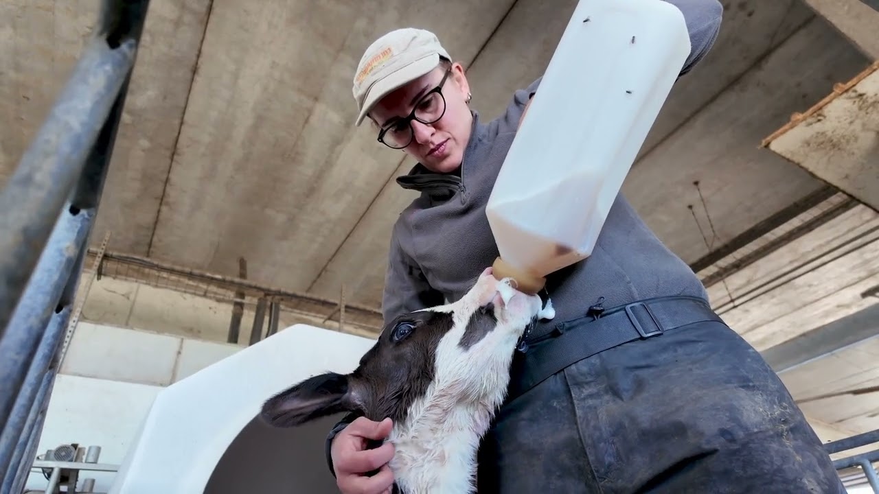 All'origine del Parmigiano Reggiano: l'allevatore. Lucia Cavazzuti