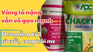 Lúa cong trái me, đỏ đuôi xịt thuốc gì cho lúa mau chín. Chackey cộng kali hữu hiệu