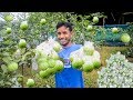 Successful Guava Farming || Air Layering Guava Tree || Guava Collection || 10 Minute Videos