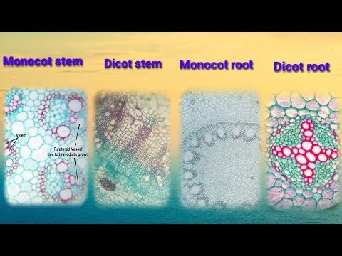 To identify histology among microscopic view of dicot root, monocot root, dicot stem, monocot stem