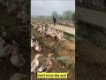 Duck Eggs Harvest | Duck Farming | Village farming|Farming #shorts #duck #farming #food