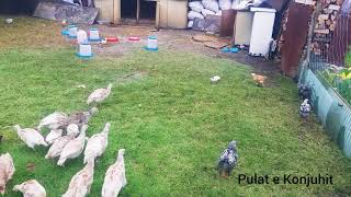 Pulat E Konjuhit Komuna Lipjant Record 2018