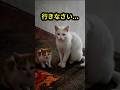 行きなさい…母猫が子猫に見せた最後の決断