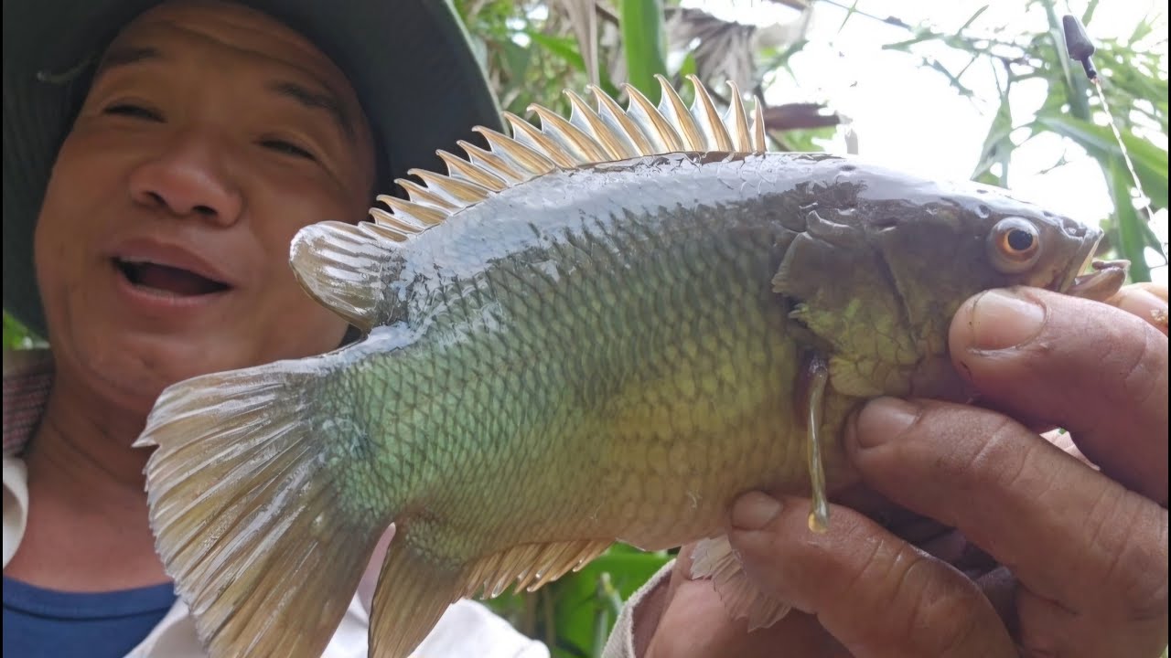 Tập 22: Câu trúng cá rô đồng to cỡ này mới phê