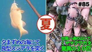 海でスジアラを突き、山でミヤマクワガタを採る【魚突き】【昆虫採集】