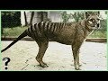 What If The Tasmanian Tiger Didn't Go Extinct?