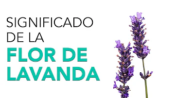 ¿Qué simboliza la lavanda?