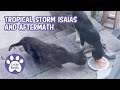 Tropical Storm Isaias And Aftermath * S4 E7 * Cat Vlog