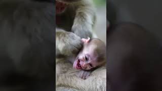 Mom Cleans Baby Monkey’s Ears… But It’s Just Too Ticklish! #shorts #shortsfeed #funny #monkey #ai