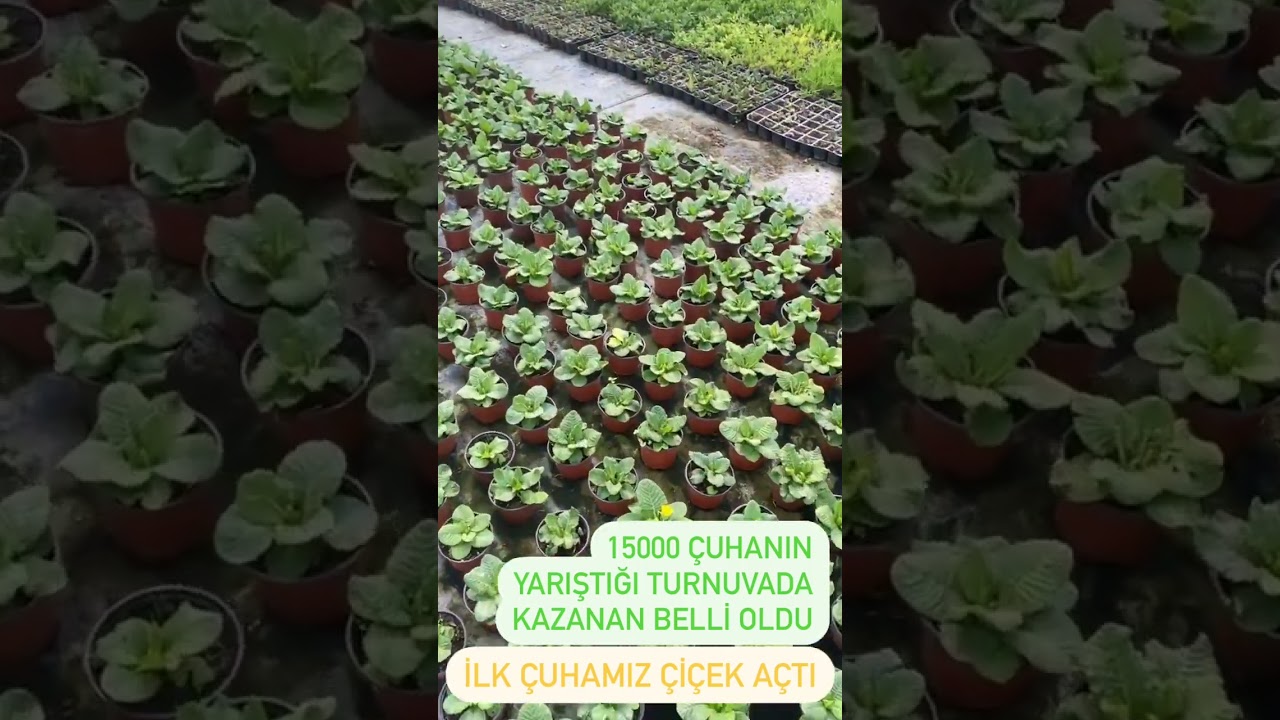 Çuhalar coştu 