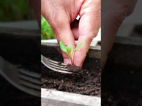 Video: Qué es un mangold: consejos sobre cómo cultivar mangold en el jardín