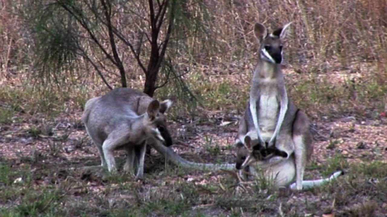 Cilla's Garden - Pretty-faced Wallaby