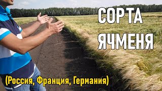 Сорта ячменя в Западной Сибири