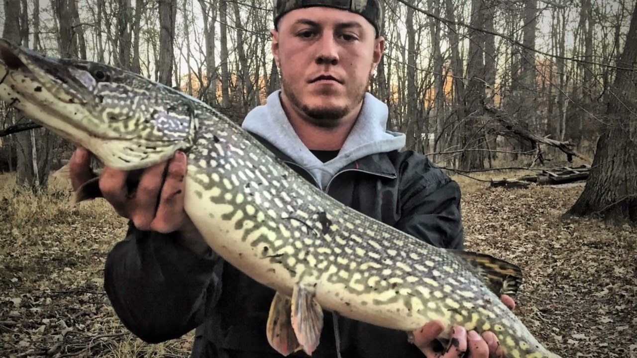 Beautiful Northern Pike Caught in Northern New Jersey - Very Hefty!