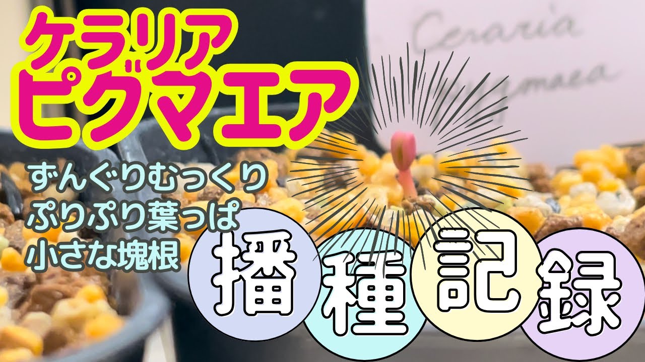 【実生】小さな巨木！冬型塊根ケラリアピグマエアを種まき