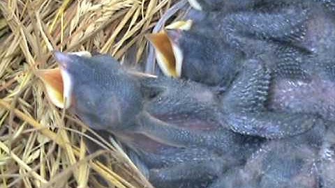 Tree Swallow Diary Part 11 - Hungry!