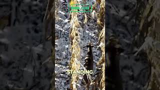 If we find the deer in these conditions...this will be crazy!