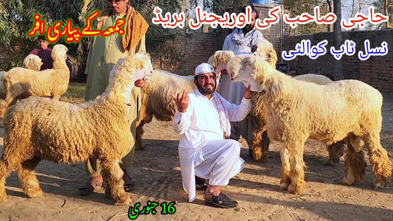 جمعہ بازار انتہائی خوبصورت مندرے حاجی صاحب کی دھماکے دار افر 5 مندرے Malik Goat Farm 16 January 2026