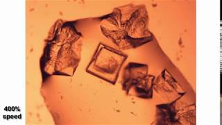 Crystals growing under microscope