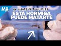 Compré la HORMIGA BULLDOG, es tan LETAL?  - Myrmecia nigrocincta | El Mundo de las Hormigas