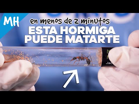 Habrá HORMIGAS MACHO en mi hormiguero Alpha❓O son todas hembras❓