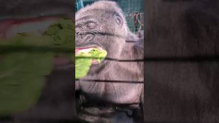 Crunch! #Gorilla #Asmr #Mukbang #Eating