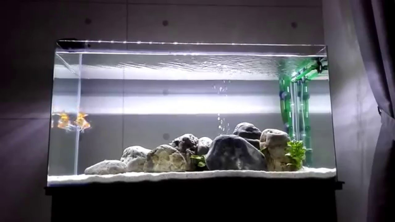 Minimalist 3ft Goldfish Tank - 03 