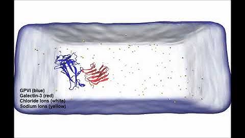 Predicting Galectin-3 binding to Glycoprotein VI using umbrella sampling