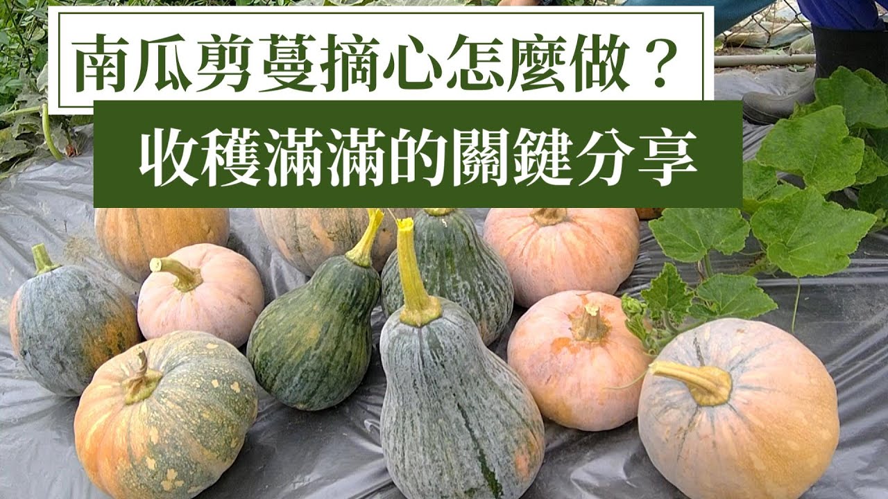 南瓜剪枝剪蔓與摘心 南瓜就會收成一大堆 阿星種植 Youtube 南瓜剪枝剪蔓與摘心 南瓜就會收成一大堆 阿星種植 Youtube