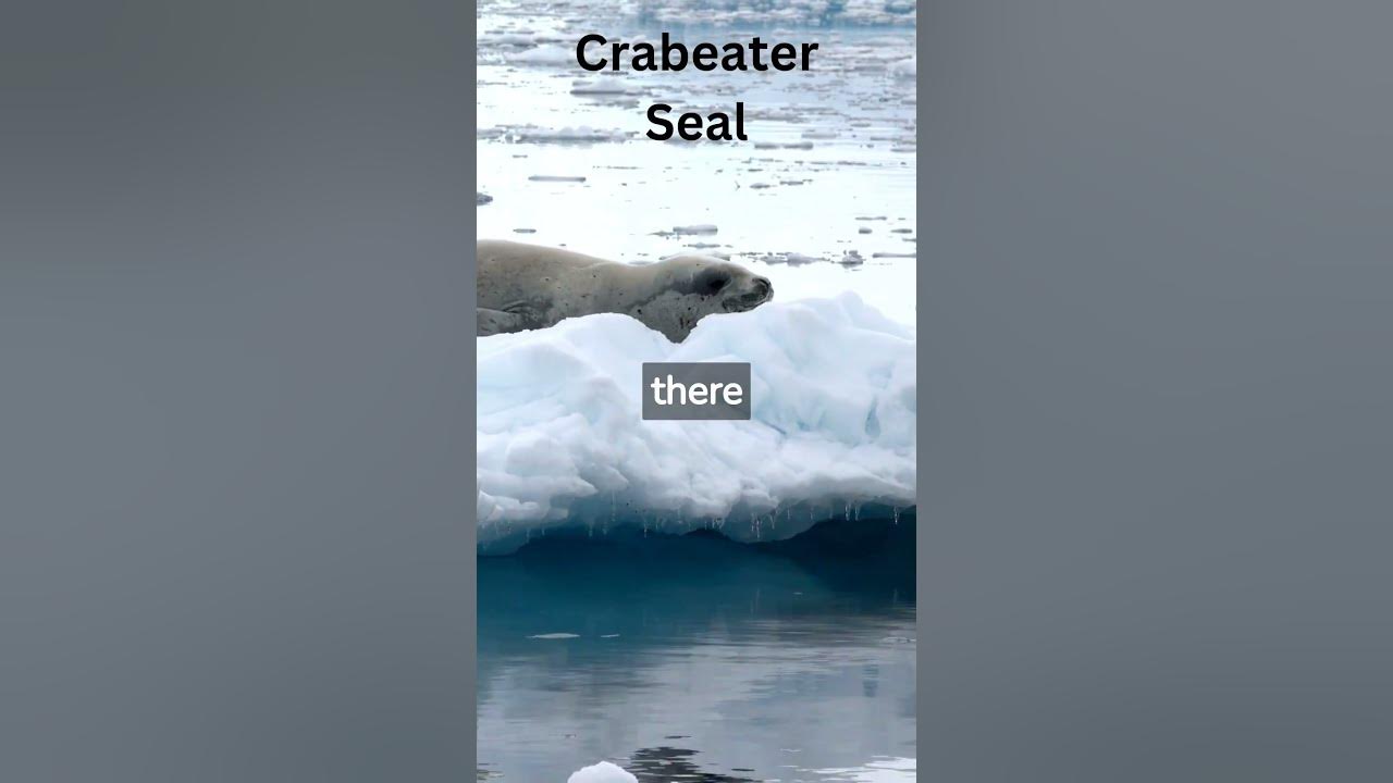 Do Seals Eat Penguins? #shorts - YouTube