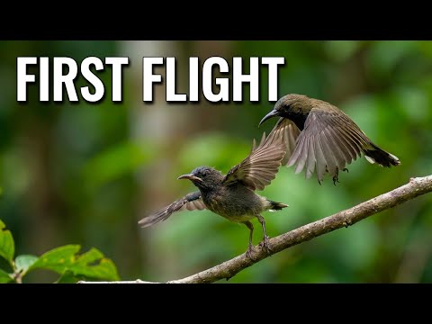 Birds Free to Fly/Mother Bird Teach her Young Chick to Fly