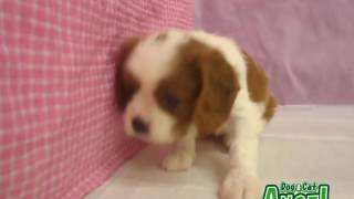 1706008 【ペットショップ エンゼル】お薦めの子犬・子猫