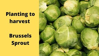 Season of Brussel Sprouts plant starts to harvest. what to know