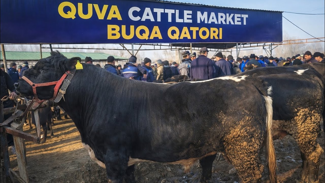 Quva mol bozori buqa qatori 