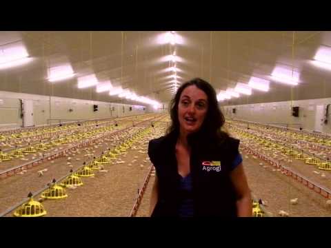 Video: Pastores Avícolas