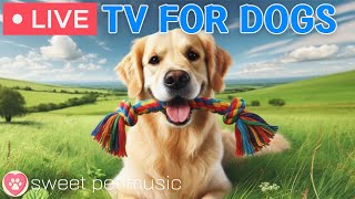 🔴24 Hours of Dog TV🎵🐶Calming Music for Dog Sleep🐾🩷Soothing Dog Music for Stress and Anxiety Relief