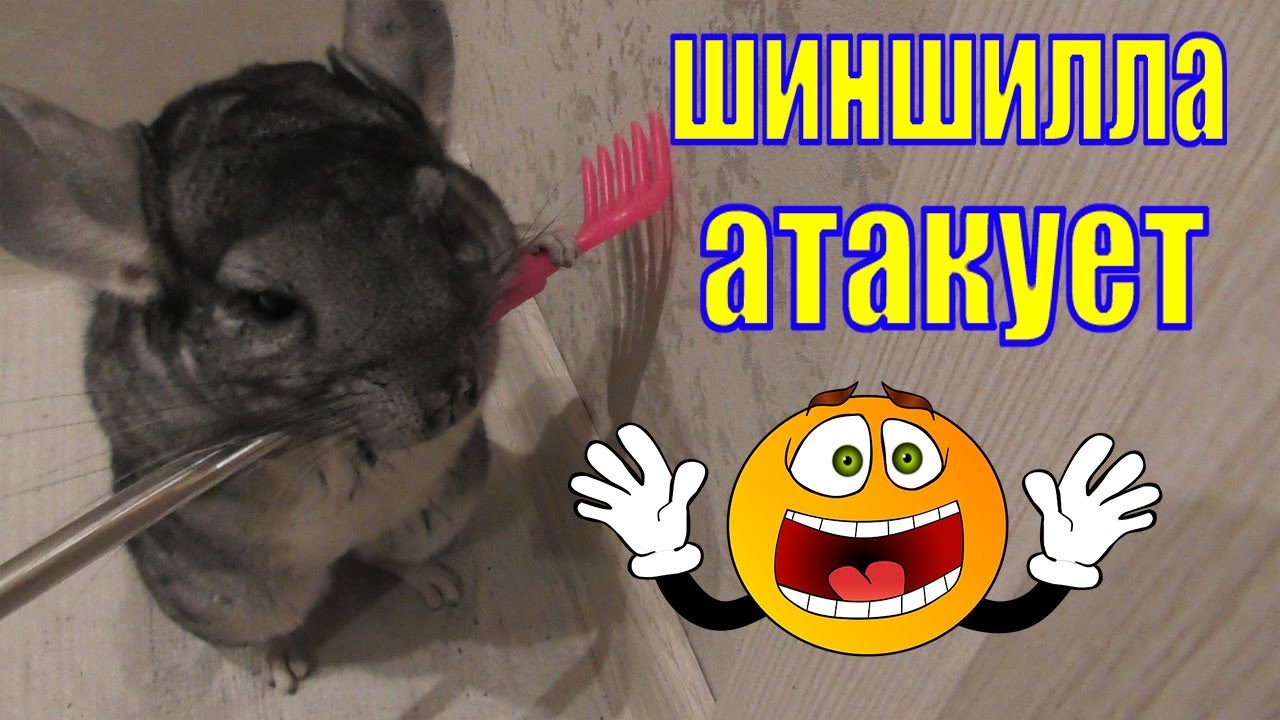 шиншилла атакует/шиншилла характер - YouTube