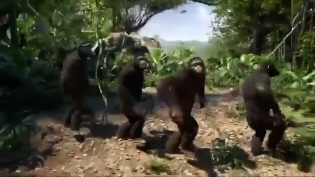 Video de singe
