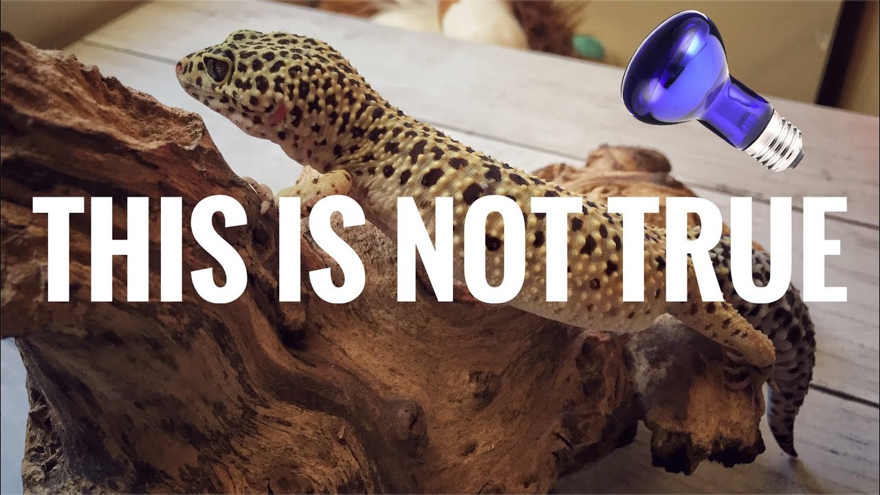 Common Gecko Myths Debunked