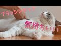 ブラッシング嫌いなラグドール猫が受け入れたスリッカーブラシ！ブラシを変えたら好きになりました。A slicker brush that cats like brushing haters love