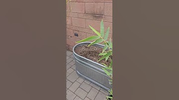 Bamboo Stu- Bamboo Delivery. (4) 15-gallon Bambusa multiplex "Golden Goddess"