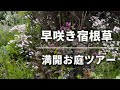 《日向ガーデン宿根草》満開！早咲き宿根草／お庭ツアー2025