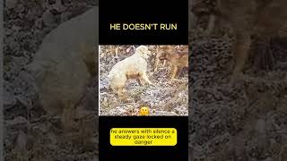 One Dog vs Four Wolves #dogbehavior #dogtraining #dogcoach #dog #pets #petcareprovider #doglife