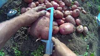 2. Урожай картофеля 2020